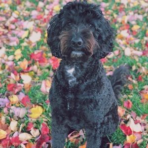 Meet your Posher, Cheryl